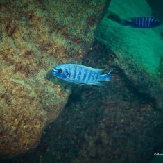 Labeotropheus fuelleborni (11)