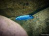 Labeotropheus trewavasae Ngwezi (samec)
