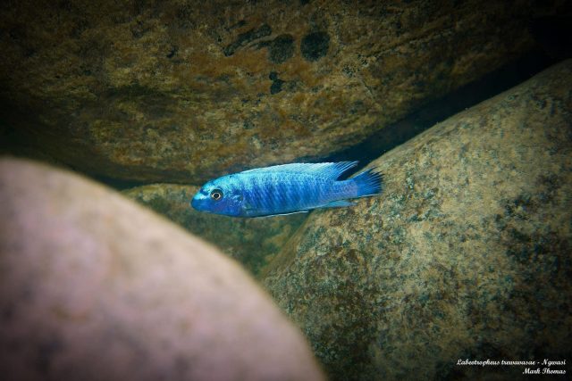 Labeotropheus trewavasae Ngwezi (samec)