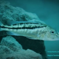 Aristochromis christyi