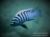 Cynotilapia zebroides
