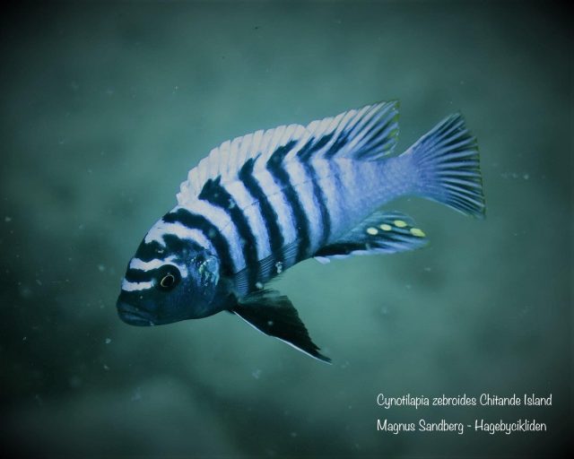 Cynotilapia zebroides