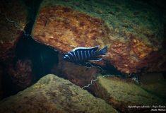 Cynotilapia zebroides