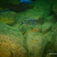 Labeotropheus trewavasae
