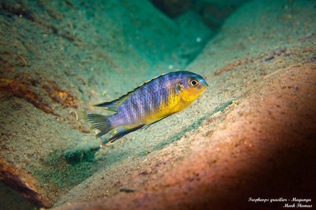 Tropheops gracilior