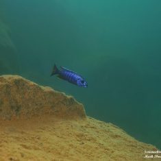 Sciaenochromis fryeri