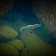 Labeotropheus trewavasae