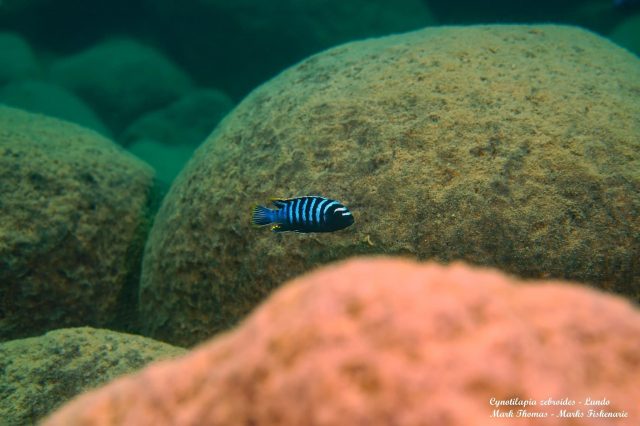 Cynotilapia zebroides