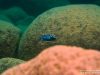 Cynotilapia zebroides