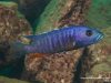 Stigmatochromis modestus
