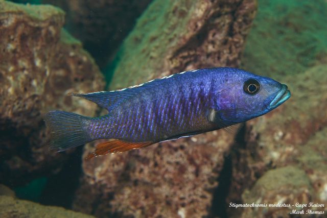 Stigmatochromis modestus