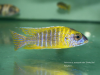 Aulonocara sp. ‚stuartgranti maleri‘