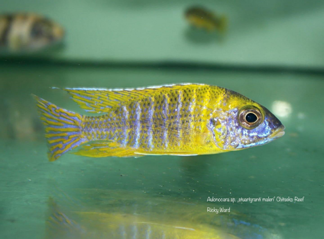 Aulonocara sp. ‚stuartgranti maleri‘