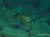 Nimbochromis livingstonii