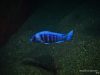 Placidochromis sp. ‚phenochilus tanzania‘ (samec)