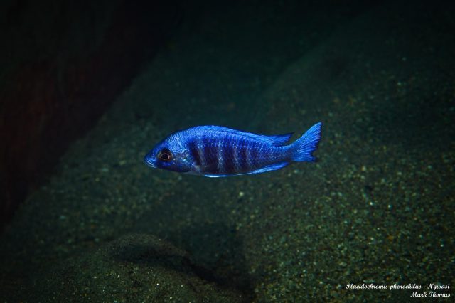 Placidochromis sp. ‚phenochilus tanzania‘ (samec)