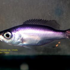 Diplotaxodon Chiofu