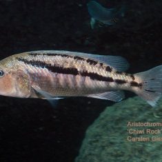 Aristochromis christyi