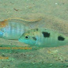 Tramitichromis intermedius