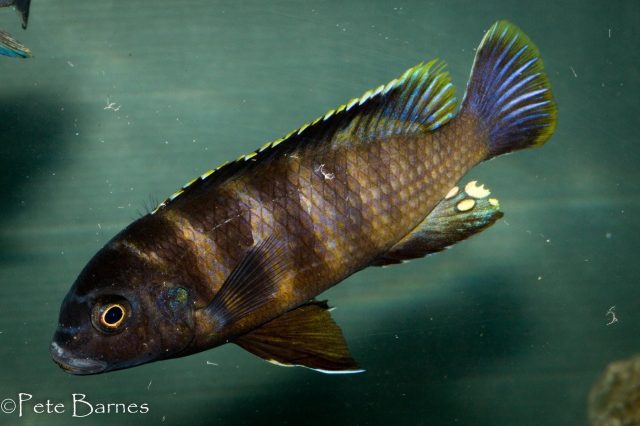 Gephyrochromis sp. ,sand&#8216; Londo