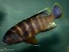 Gephyrochromis sp. ,sand‘ Londo