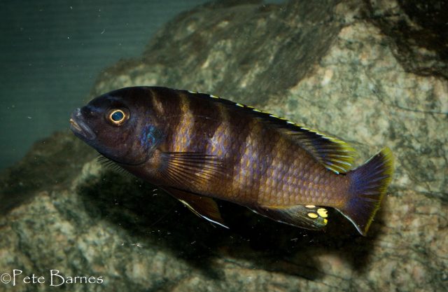 Gephyrochromis sp. ,sand' Londo
