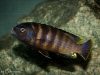 Gephyrochromis sp. ,sand' Londo