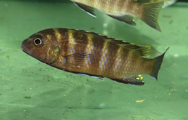 Gephyrochromis sp. ,sand' Londo