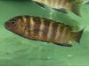 Gephyrochromis sp. ,sand' Londo