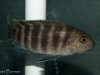 Gephyrochromis sp. ,sand' Londo