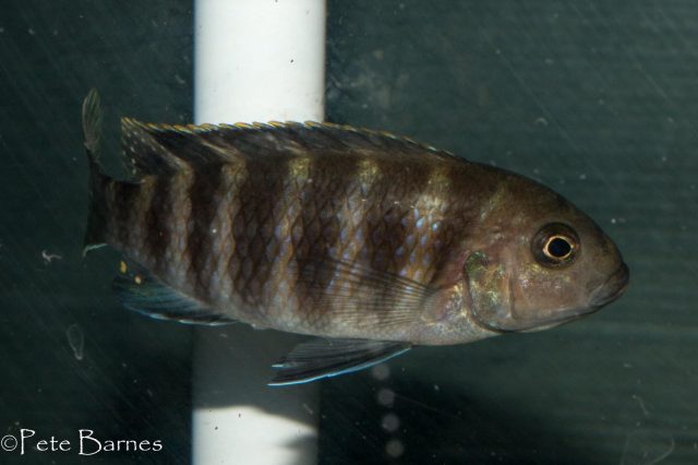 Gephyrochromis sp. ,sand' Londo