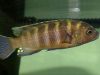 Gephyrochromis sp. ,sand' Londo