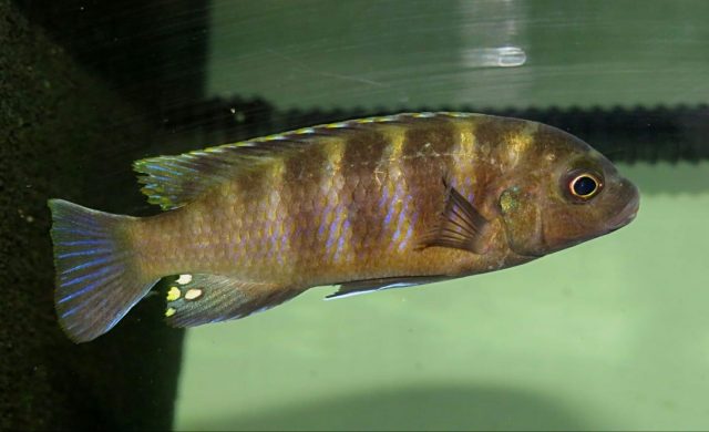 Gephyrochromis sp. ,sand' Londo