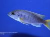 Pseudotropheus sp. 'acei' Luwala Reef