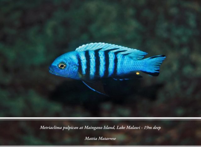 Metriaclima pulpican