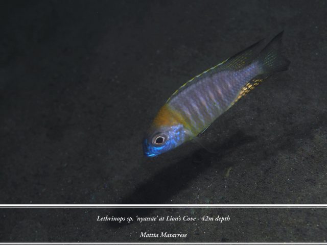 Lethrinops sp. 'nyassae' Lion's Cove
