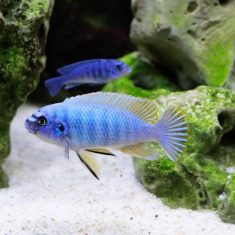 Labeotropheus fuelleborni (19)