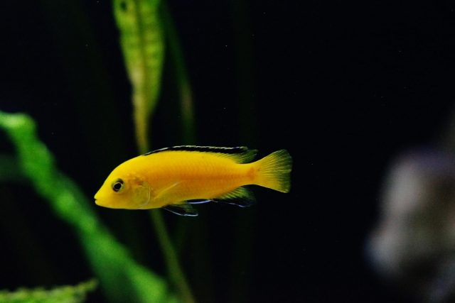 Labidochromis caeruelus Mbowe Island
