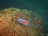 Labeotropheus trewavasae Manda (samec)