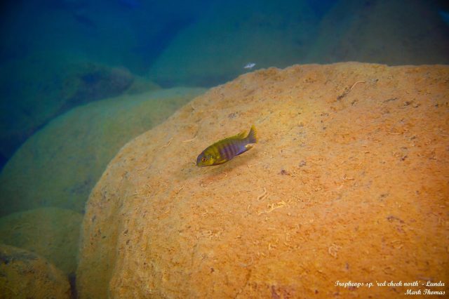 Tropheops sp. ,red cheek north‘ Lundu