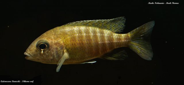 Aulonocara baenschi Nkhomo Reef (samice)