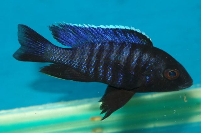 Copadichromis sp. ‚kawanga‘