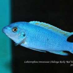 Labeotropheus trewavasae