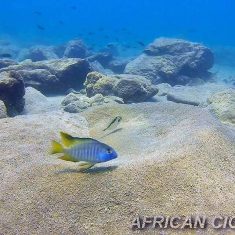Tramitichromis brevis