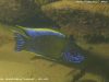 Aulonocara sp. 'lwanda' Hai Reef (samec)