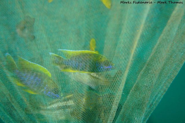 Aulonocara sp. 'lwanda' Hai Reef (samec)