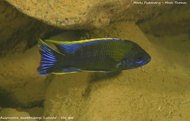 Aulonocara sp. &#8218;lwanda&#8216;