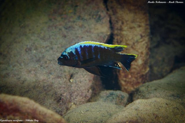 Cynotilapia aurifrons Nkhata Bay (samec)