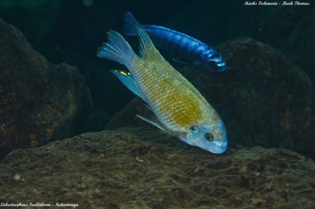 Labeotropheus fuelleborni (samec)