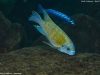 Labeotropheus fuelleborni (samec)